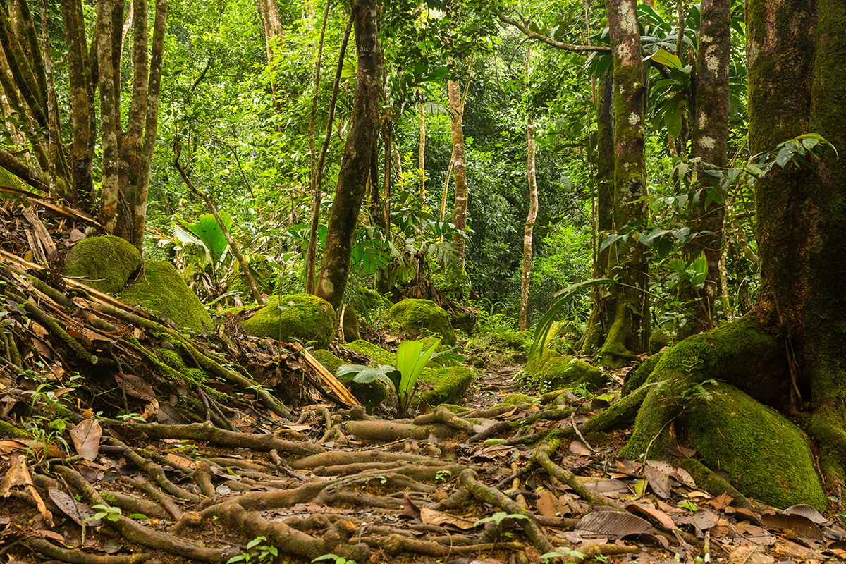 Verwunschene Pfade durch den Dschungel auf den Seychellen