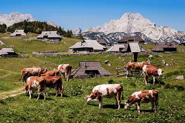 Die Almsiedlung Velika Planina