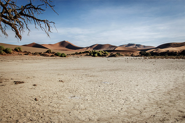 Durrer Baum in der Namib Wüste, Namibia