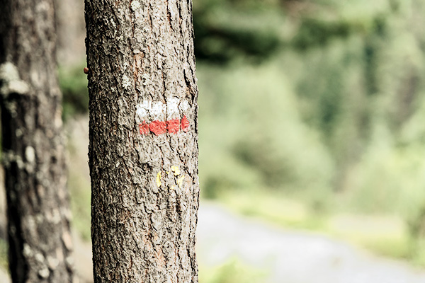 Markierung des GR 11 auf einem Baum in Spanien