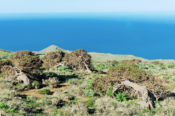 Vom Wind gekrümmte Bäume im Wacholderwald El Sabinar an der Küste auf El Hierro