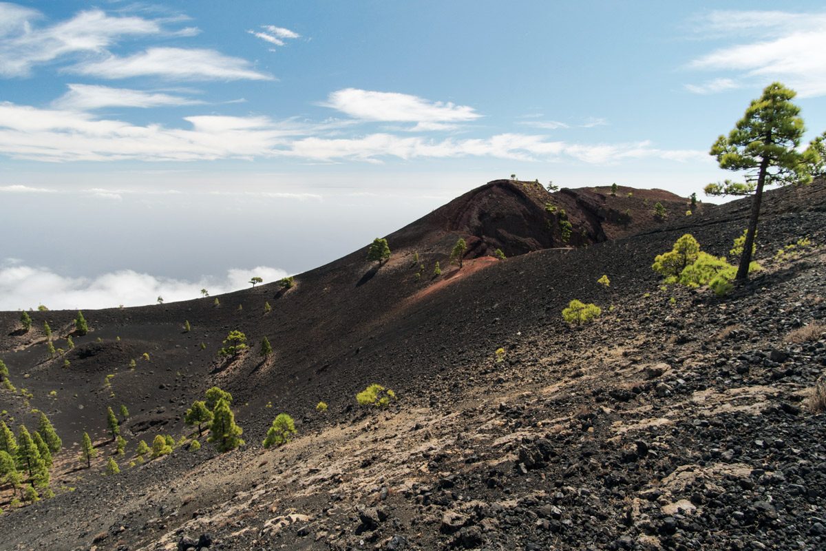 schwarzer Lava mit ein paar grünen Bäumen