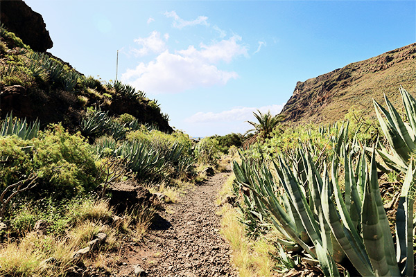 Wanderpfad mit heimischen Pflanzen mit Blick auf El Cabrito auf La Gomera, Spanien