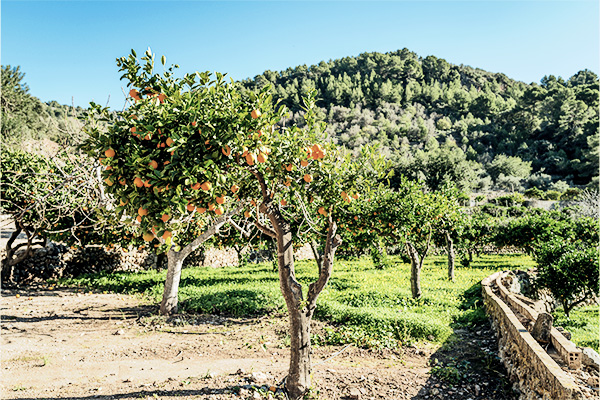Orangenbäume in einem Garten in der Sierra de Tramuntana auf Mallorca