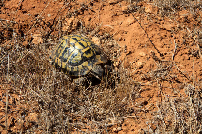 Eine kleine Schildkröte mit einem gelb und schwarz gemusterten Panzer. Sie sitzt in trockenem Gras auf sandigem Untergrund