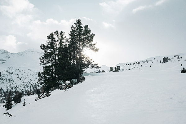 Sonne hinter Tannen, Lavarellahütte Dolomiten