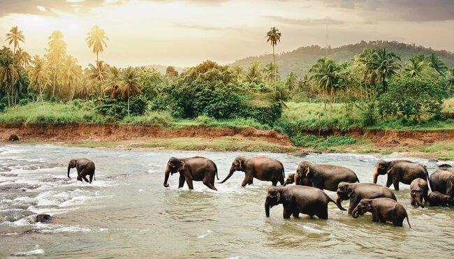 Elefantenherde in Sri Lanka