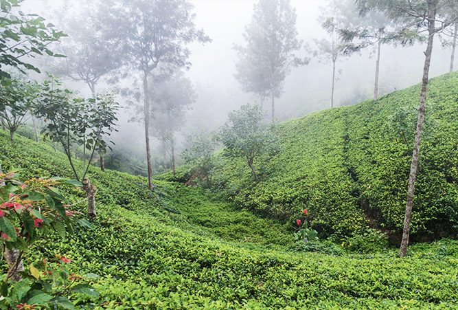 Grüne Teeplantage mit Nebel