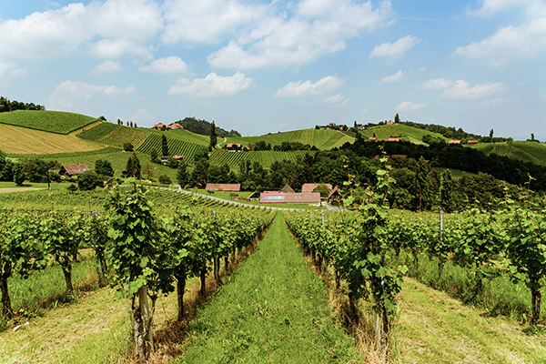 Weinanbaugebiet in der Südsteiermark