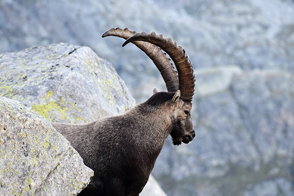 steinbock-nationalpark schweiz