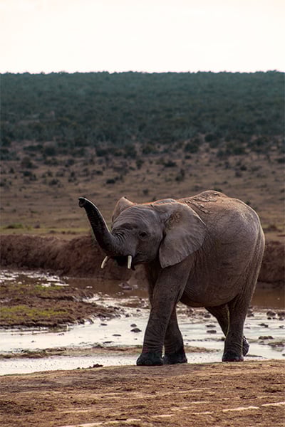 Elefant im Addo Elephant Nationalpark