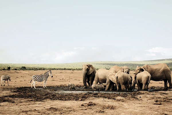 Zebras, Warzenschweine und Elefanten am Wasserloch im Addo Elephant Nationalpark in Südafrika