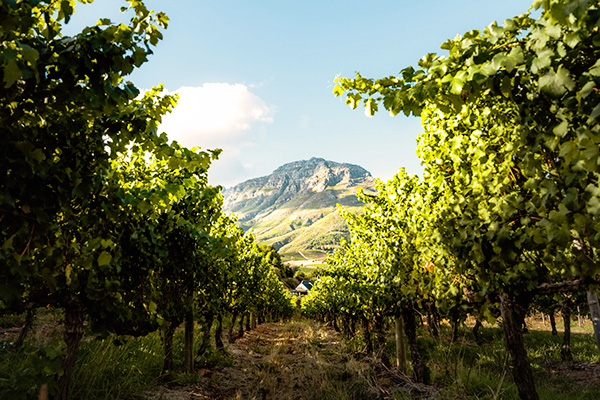 Blick durch dein Weinreben in Franschoek, Südafrika