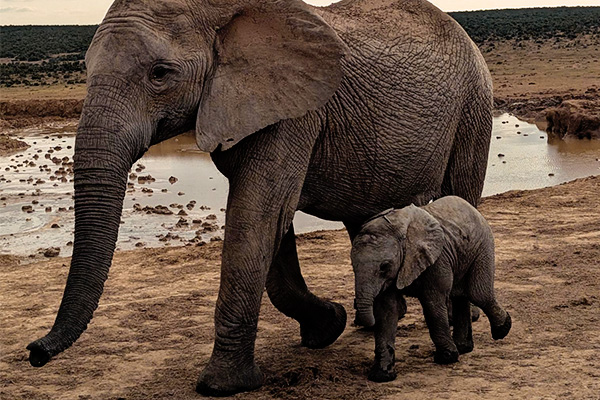 Elefantenmutter mit Kalb im Addo-Nationalpark
