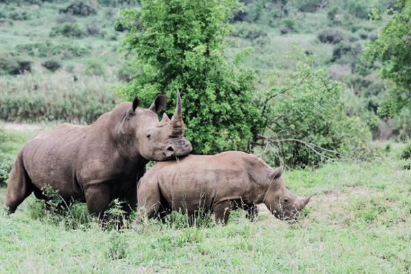 Zwei Breitmaulnashörner im Hluhluwe–iMfolozi Park in Südafrika