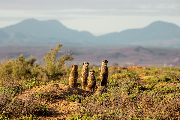 Erdmännchen in der kleinen Karoo