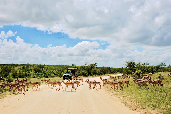 Antilopen kreuzen eine Piste im Kruger Nationalpark in Südafrika