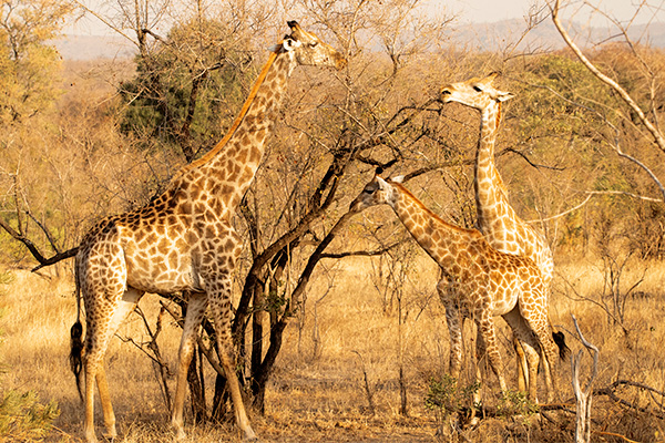 Giraffenherde beim fressen im Kruger Nationalpark