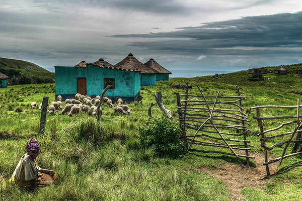 Schafe und Hirtin in Transkei am Ostkap Südafrikas