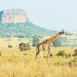 Giraffe in Savannenlandschaft vor Felsformation bei Limpopo in Südafrika