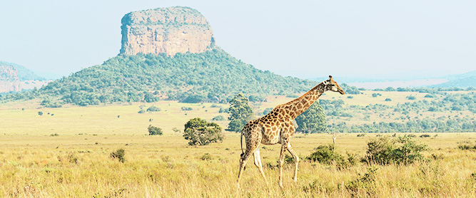 Giraffe in Savannenlandschaft vor Felsformation bei Limpopo in Südafrika