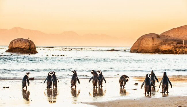 Pinguine in Südafrika