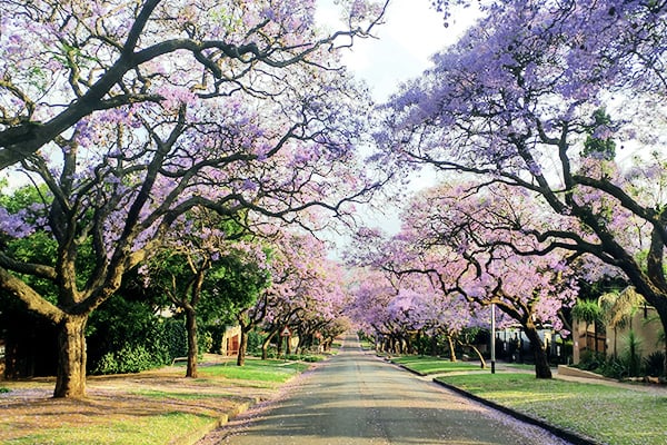 Lila blühende Jacaranda Bäume im Winter in Pretoria in Südafrika
