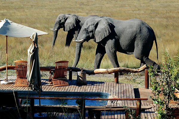Elefanten vor einem Safari-Camp