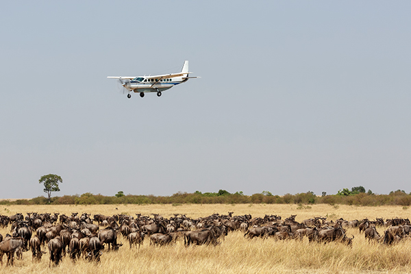 Ein Flugzeug über einer Herde in der Savanne