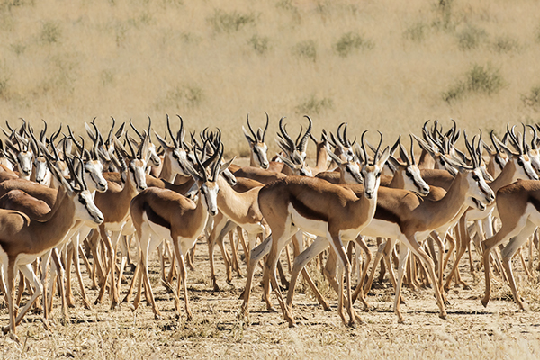 Eine Gruppe Springbok in der Kalahari Wüste