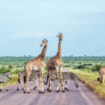 Giraffen und Zebras auf einer Straße im Kruger Nationalpark