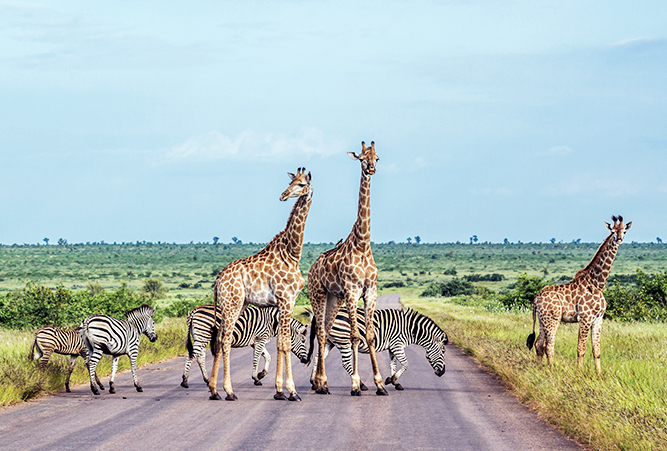 Giraffen und Zebras auf einer Straße im Kruger Nationalpark