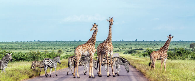 Giraffen und Zebras auf einer Straße im Kruger Nationalpark