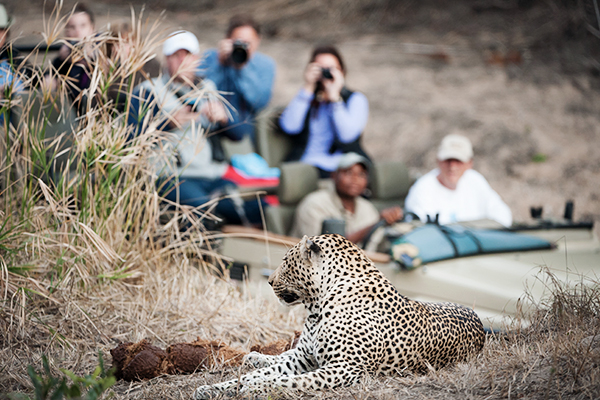 Ein Leopard in Südafrika mit einem Safari-Fahrzeug im Hintergrund