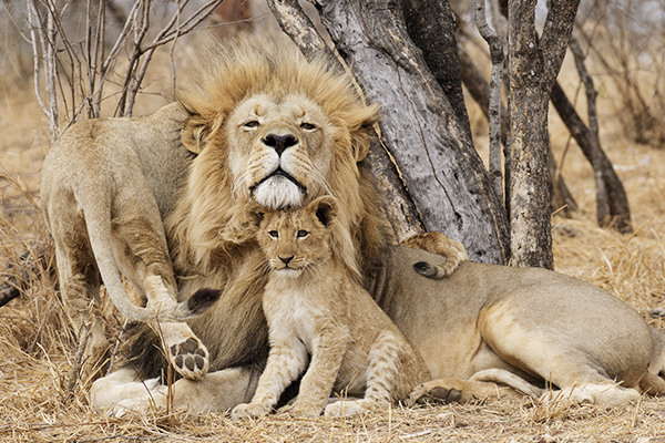 Männlicher Löwe mit Löwenbaby in Südafrika