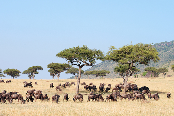 Eine Herde Gnus in der Savanne