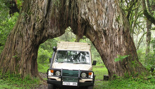 Safari in Tansania