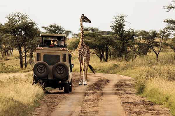 Giraffe bei einer Safari im Serengeti Nationalpark