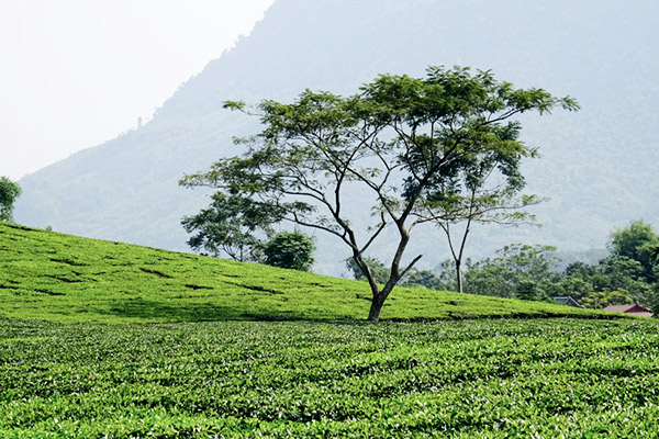 Fleißig bei der Ernte auf der Teeplantage 