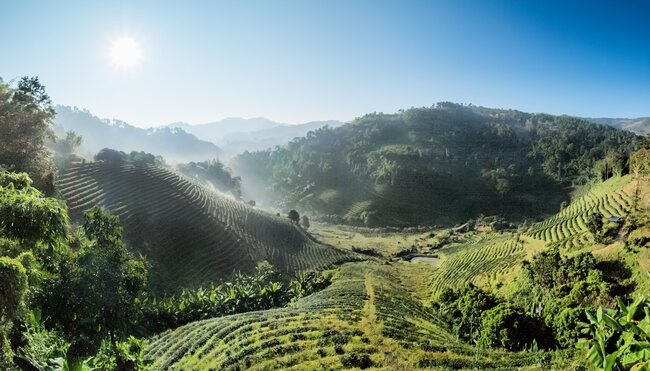 Reisfelder in Thailand