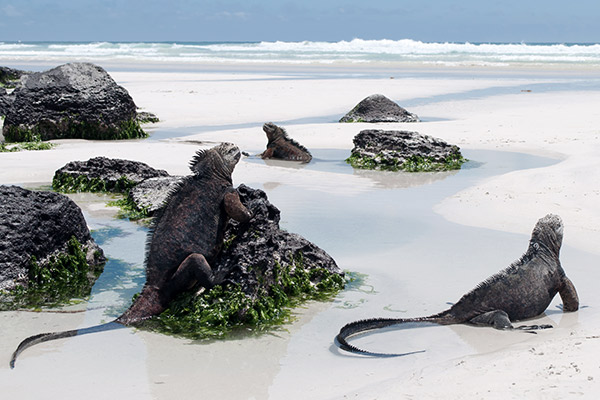 Galapagosinseln, Suedamerika