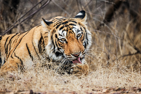 Rhanthambore Nationalpark, Rajasthan