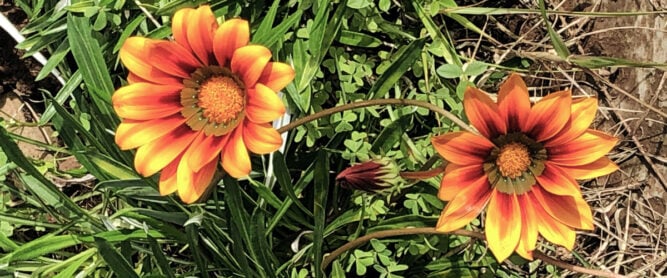 Orange Blumen, Madeira