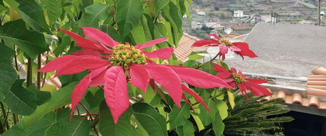 Weihnachtsstern, Madeira