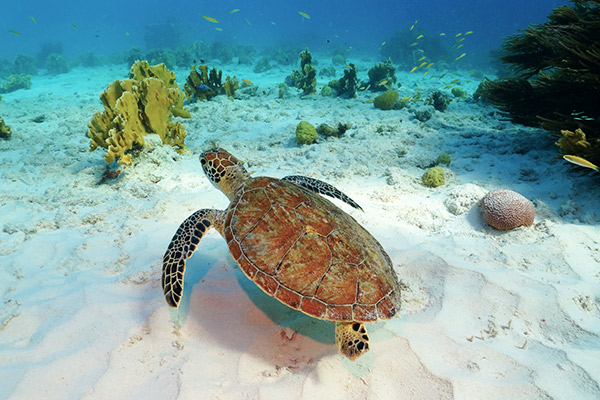 meeresschildkroete-tobago-cays-karibik