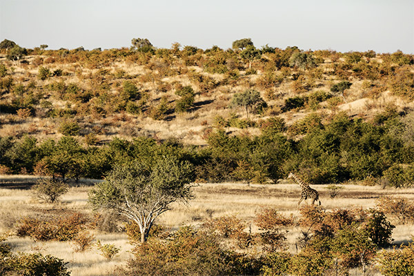 Giraffe im Tuli Block, Botswana