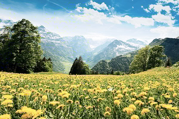 Blumenwiese vor Bergkulisse in den Nurata-Bergen in Usbekistan