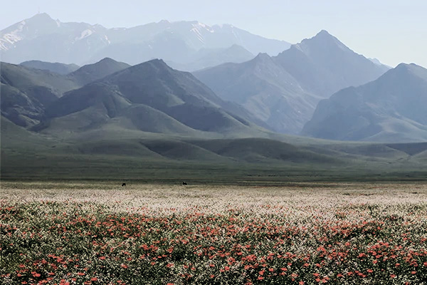 Blumenwiese vor Bergkulisse in den Nurata-Bergen in Usbekistan