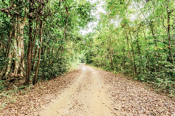 Waldweg durch den Cat Tien Nationalpark in Vietnam Waldweg mit Blättern durch den Cat Tien Nationalpark in Vietnam