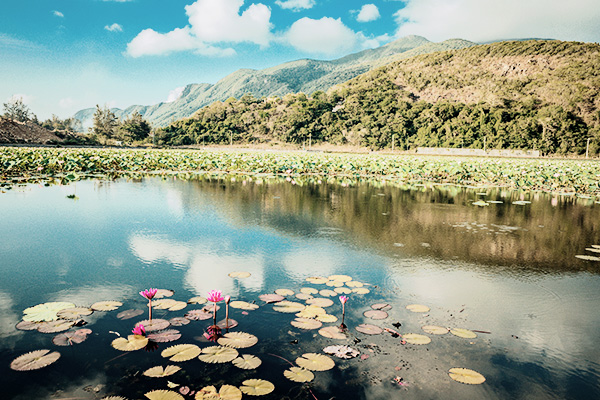 See mit Lotus Blumen im Con Dao Nationalpark in Vietnam See mit Lotus Blumen vor Bergen im Con Dao Nationalpark in Vietnam